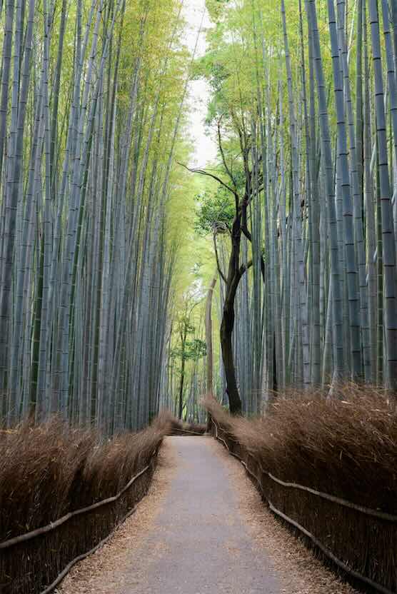 arashiyama bambou